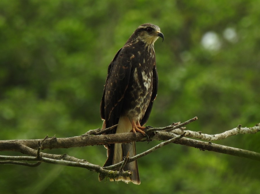 Kite, Snail, female, Casa Turire (1)