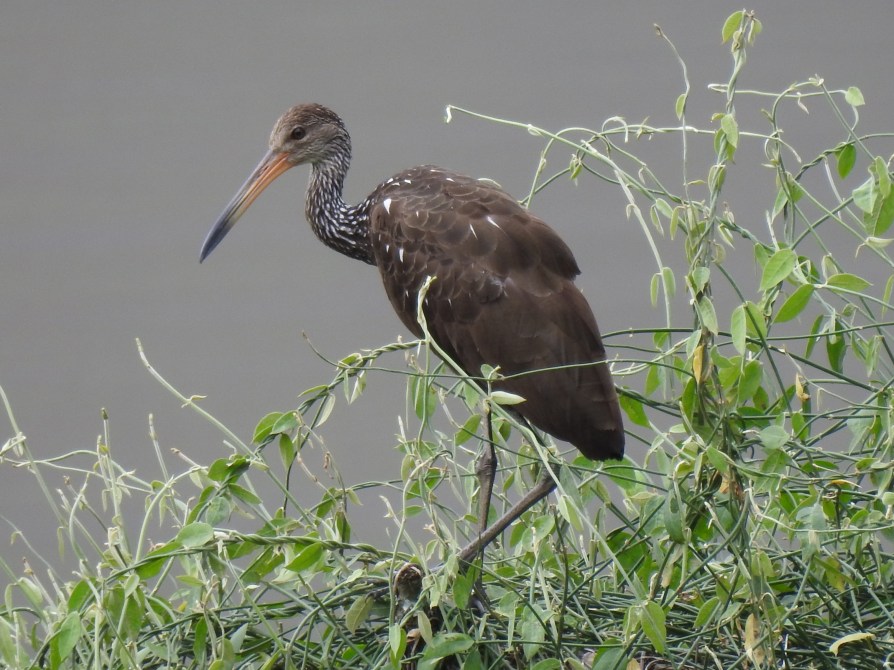 Limpkin, Angostura