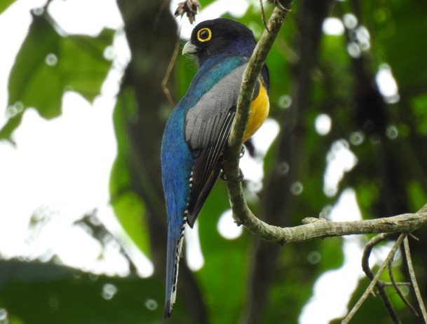Trogon, Gartered, male, Angostura (1)
