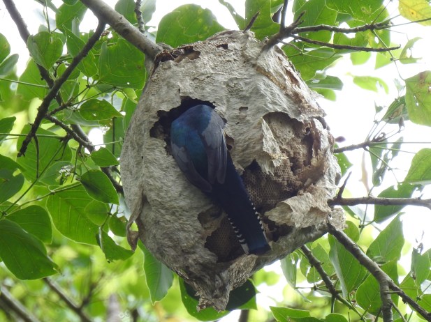Trogon, Gartered, male nest, Angostura
