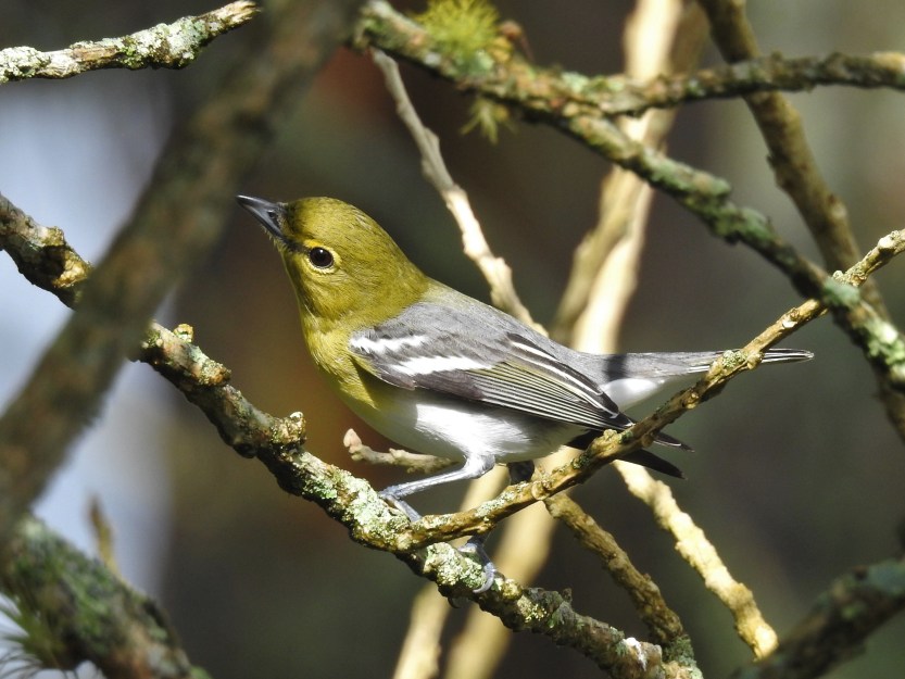 Vireo, Yellow-throated, Santa Rosa (1)