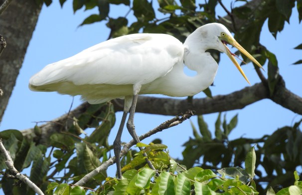 Egret, Great, Coto 47 - Colorado river