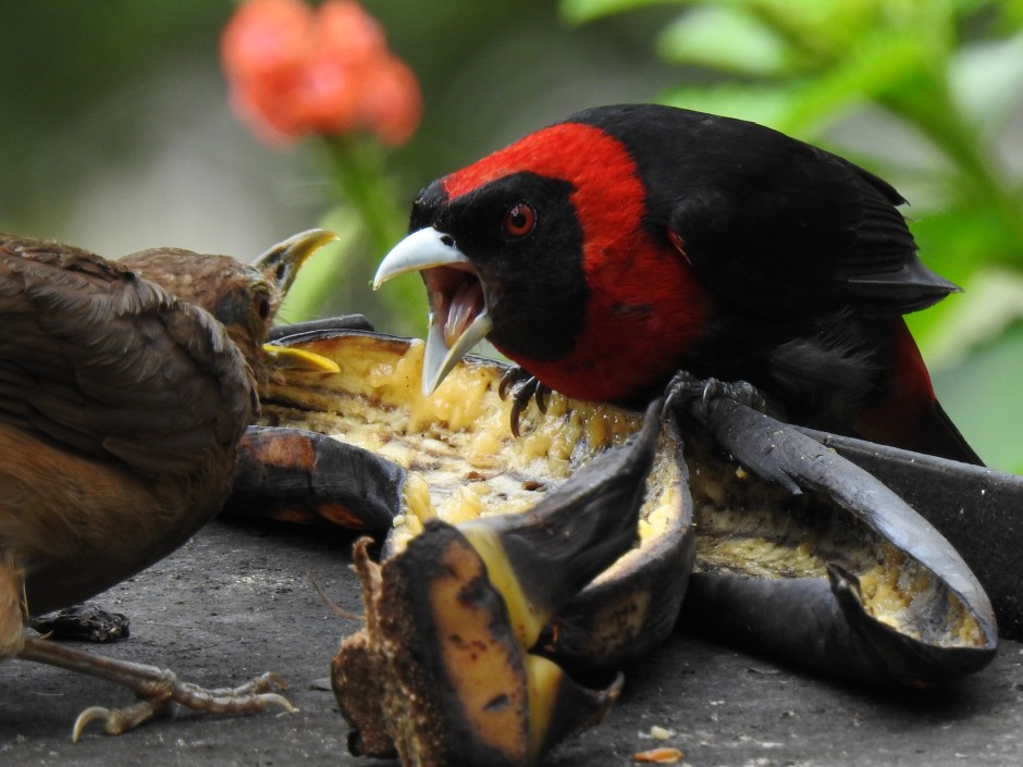 Tanager, Crimson-collared face-off Santa Rosa (28)