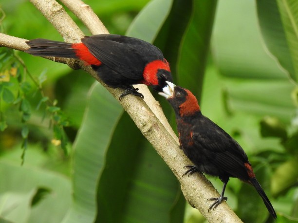 Tanager, Crimson-collared pair Santa Rosa (215)