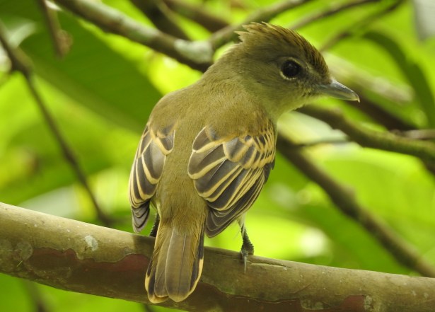 Becard, White-winged, female, El Banco (1)