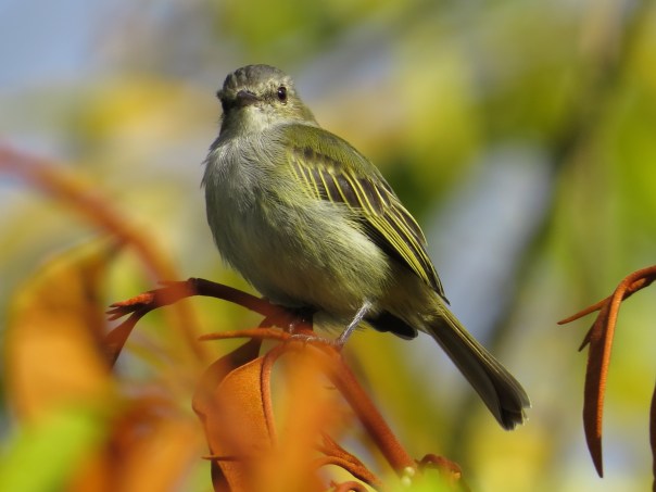 Flycatcher, Tyrannulet Paltry Santa Rosa garden (4)