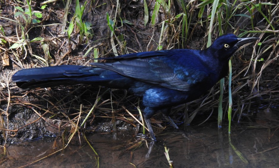 Grackle, Great-tailed, male, CATIE, canal (2)