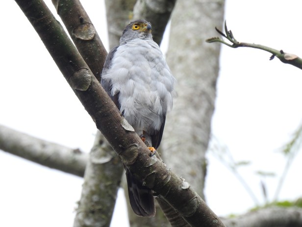 Hawk, Bicolored, front, Aquiares