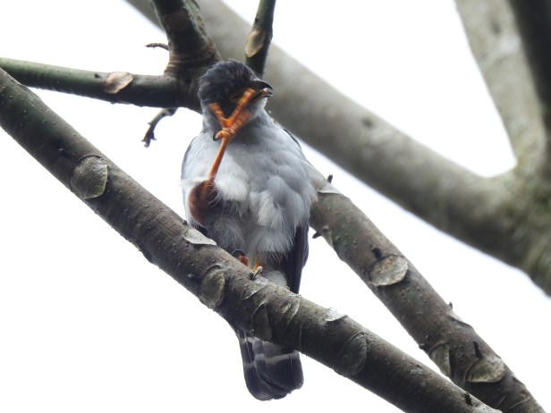 Hawk, Bicolored, rufous thigh, Aquiares (2)