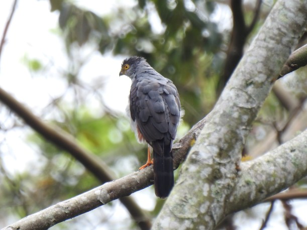 Hawk, Bicolored, rufous thigh, Aquiares