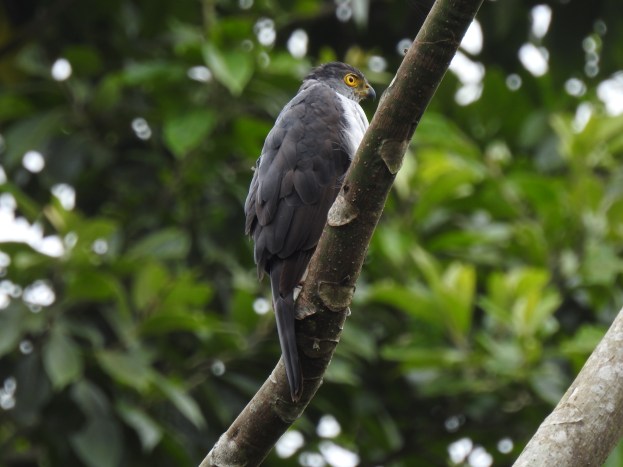 Hawk, Bicolored, side, Aquiares