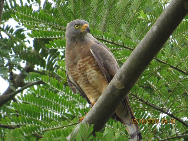 Hawk, Roadside (CATIE)