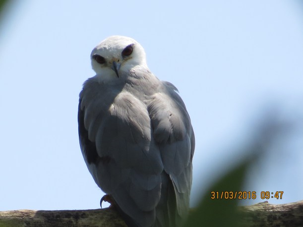 Kite, White-tailed (adult, Angostura) (1)