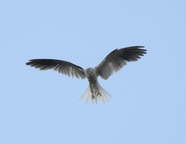 Kite, White-tailed, Santa Rosa Garden