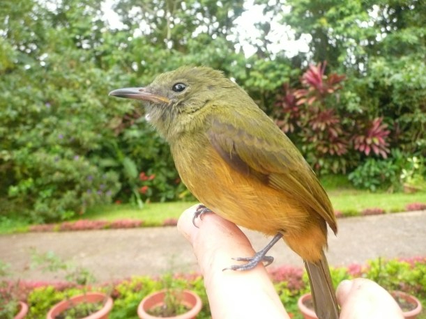 Ochre-bellied Flycatcher perking up