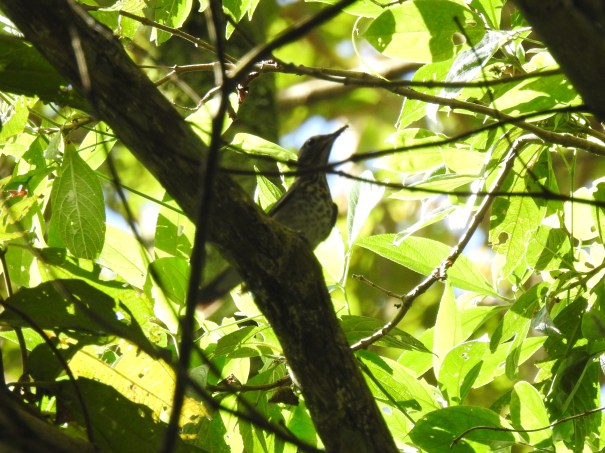 Thrush, Swainson´s, Aquiares Lookout