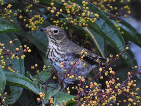 Thrush, Swainson´s Reserva Las Brisas (2)