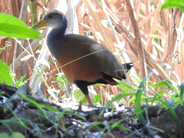 Wood-Rail, Gray-cowled, CATIE canal (3)