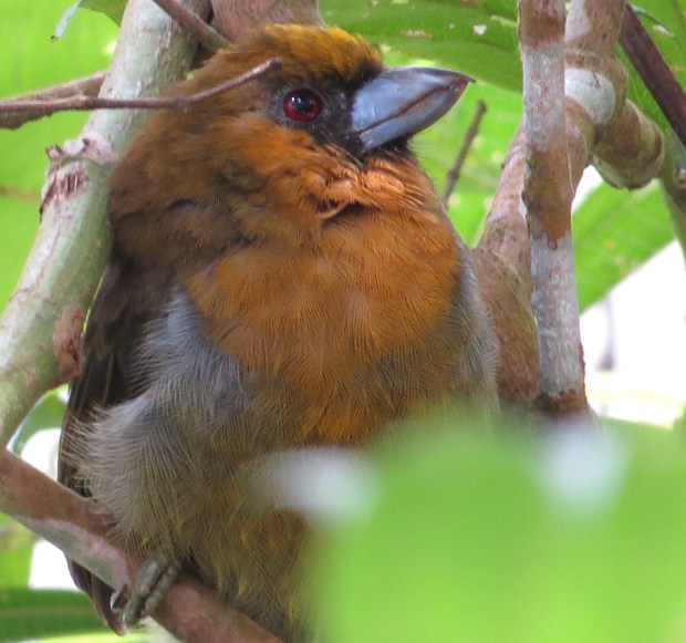 Barbet, Prong-billed, Bonilla Arriba (3)