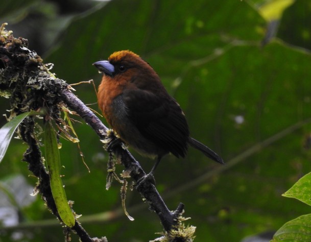 Barbet, Prong-billed, Bonilla Arriba