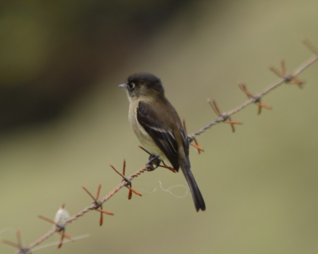 Black-capped Flycatcher