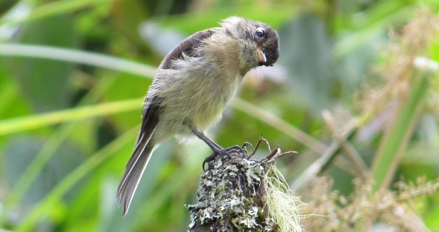 Flycatcher, Black-capped Bajos del Volcan (4-2)