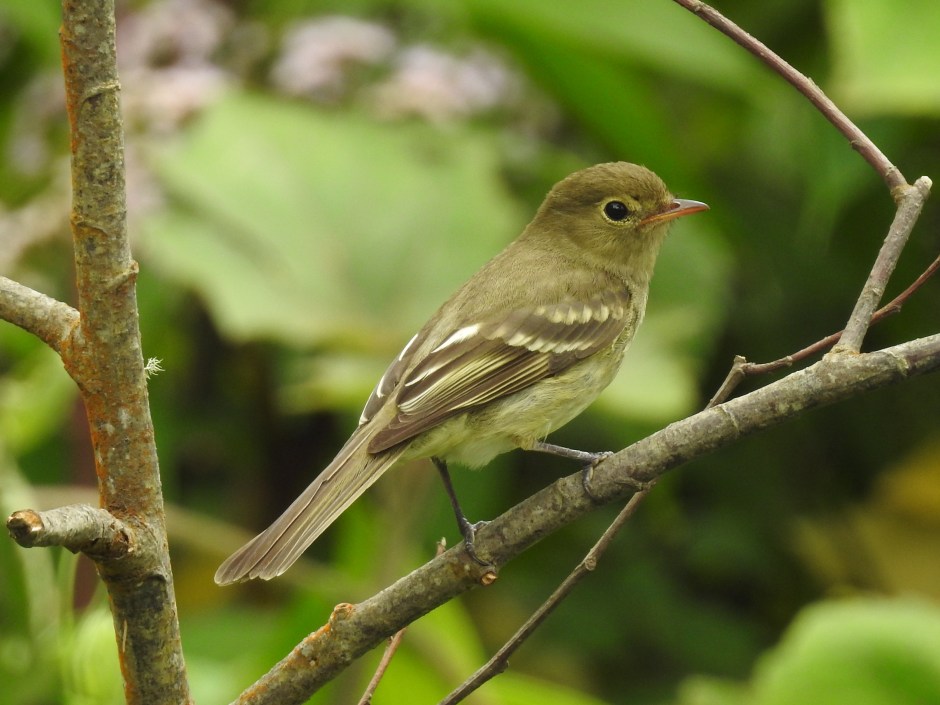 Flycatcher, Elaenia, Mountain, Volcan Turrialba (1)