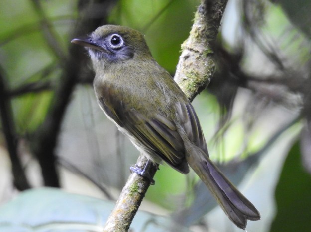 Flycatcher, Flatbill, Eye-ringed, Aquiares (1)