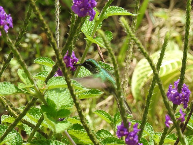 Hummingbird, Mountain-gem, White-bellied, male, Hotel Quelitales (7)