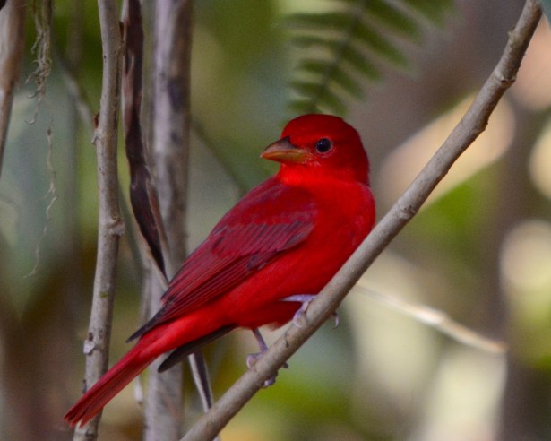 Summer Tanager Home2