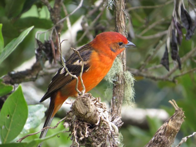 Tanager, Flame-coloured male San Gerardo de Dota (3)