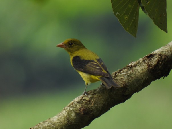 Tanager, Scarlet imm male Santa Rosa (385)