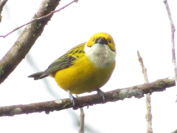 Tanager, Silver-throated Calle Vargas (2)