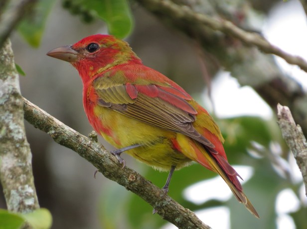 Tanager, Summer imm male Santa Rosa Garden