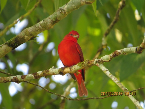 Tanager, Summer (male, CATIE) (2)