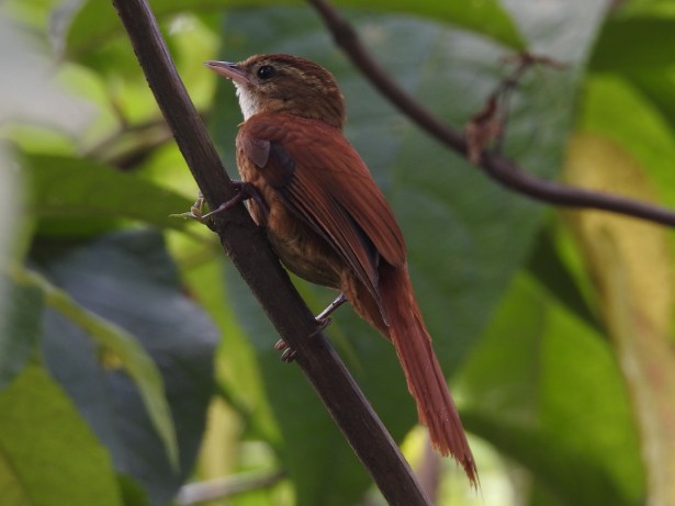 Treerunner, Ruddy, side, Volcan Turrialba