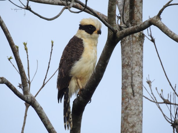 Falcon, Laughing, Corozal, Rio Pacuare (3)
