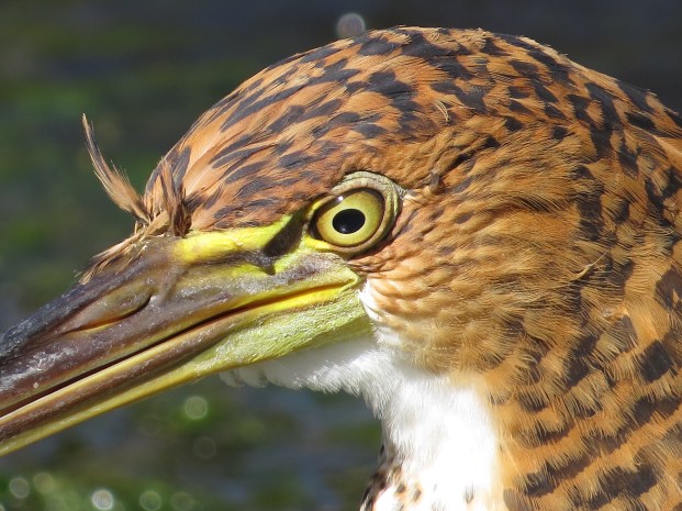 Fasciated Tiger-Heron facial