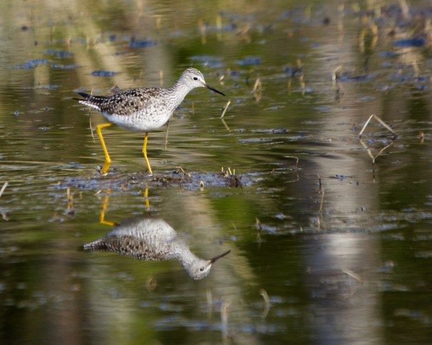 Lesser yellowlegs, Minnesota