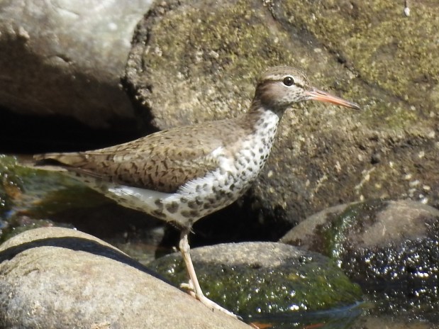 Sandpiper, Spotted, CATIE, Canal (2)
