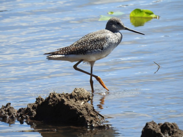 Yellowlegs, Angostura (7)