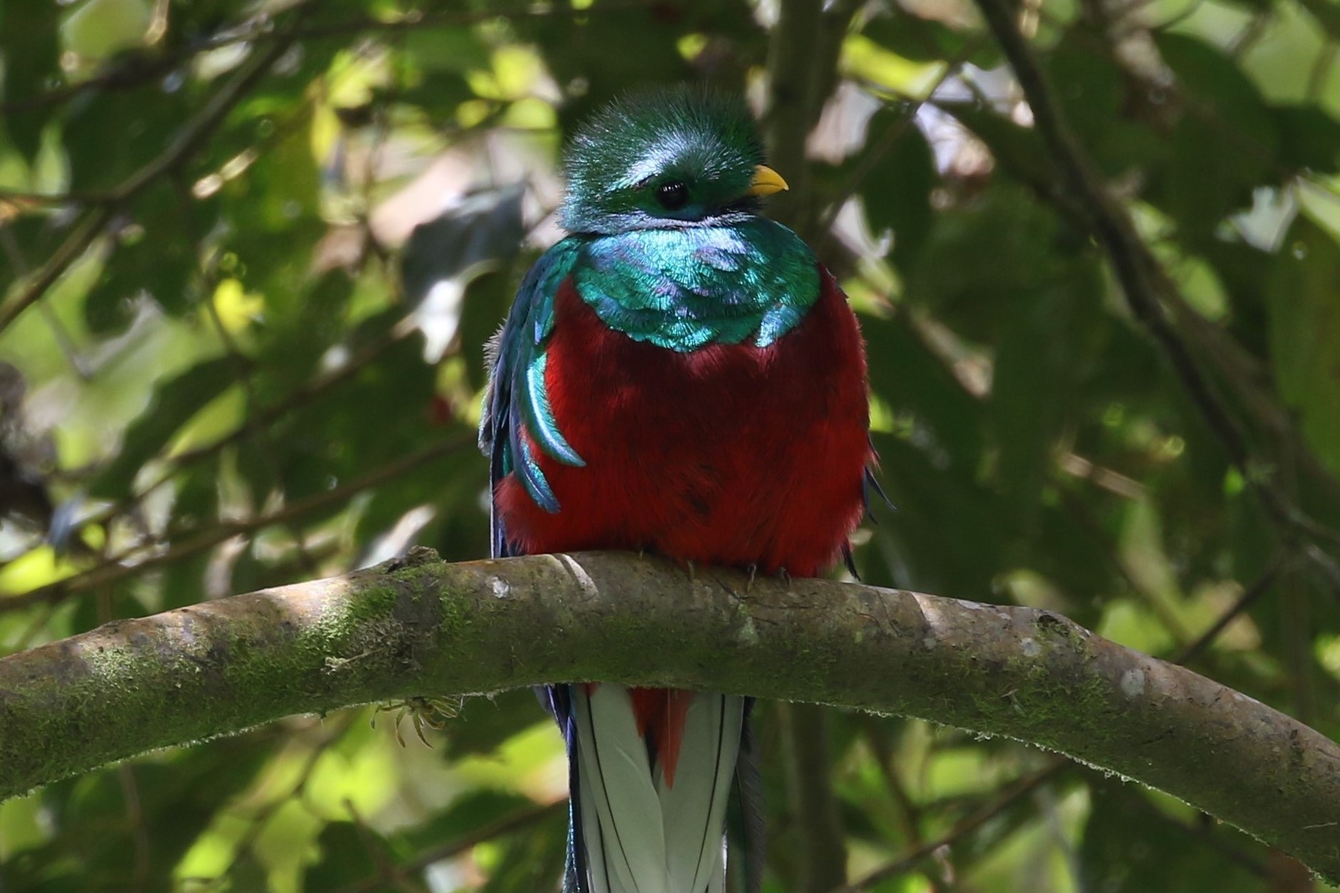 Turrialba Volcano Slope -Quetzals and much more | Birds for Beer