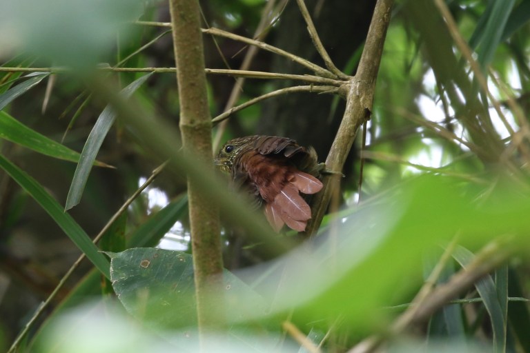 Lineated Foliage-Gleaner in hiding at Las Abras | Birds for Beer