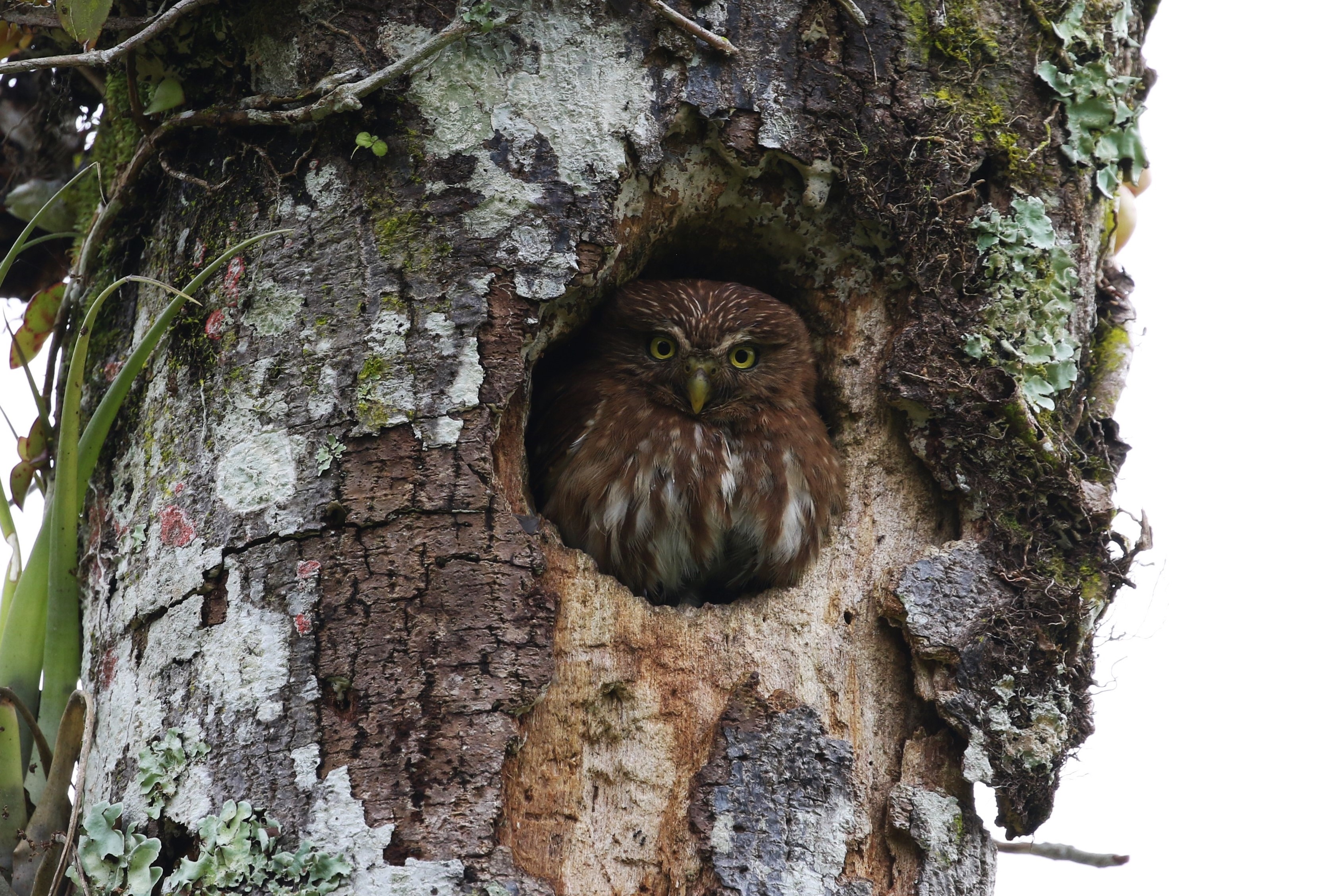 owl-pygmy-ferruginous-peralta-