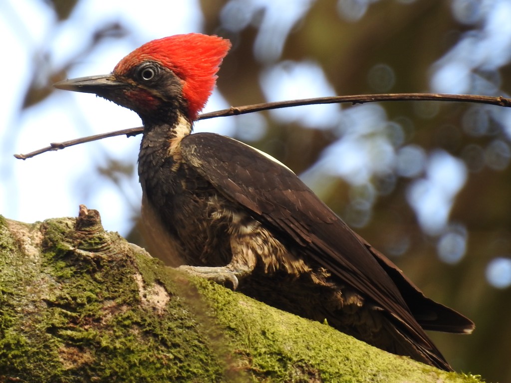 This image has an empty alt attribute; its file name is woodpecker-lineated-male-immature-coto-47-1.jpg