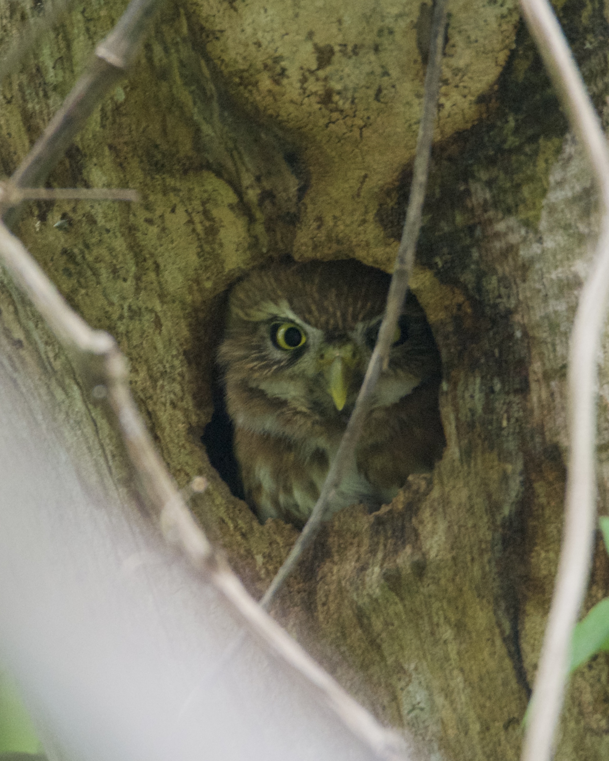Ferruginous Pygmy Owl Birds For Beer Ferruginous Pygmy Owl Birds For Beer
